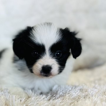 パピヨン【愛知県・女の子・2025年10月22日・ホワイト&ブラック】の写真「綺麗にブレーズが入っています。」