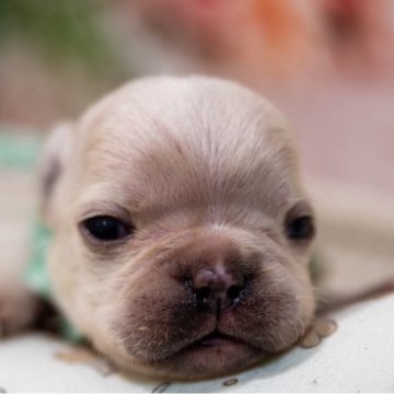 フレンチブルドッグ【愛知県・男の子・2025年12月6日・クリーム】の写真「鼻ぺちゃお母さんから産まれました」