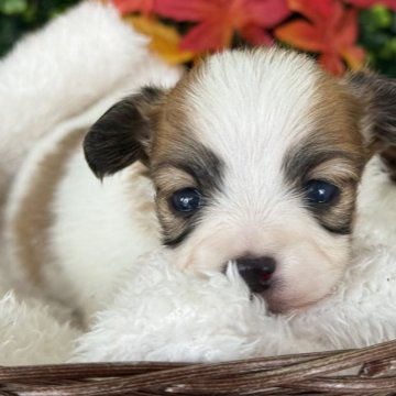 パピヨン【愛知県・女の子・2025年10月22日・ホワイト&ブラウン】の写真「綺麗にブレーズが入っています。」