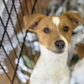 ジャックラッセルテリア