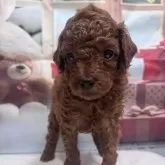 トイプードル(トイ)