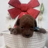 トイプードル(トイ)