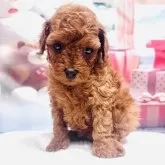 トイプードル(トイ)