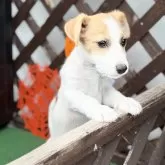 ジャックラッセルテリア