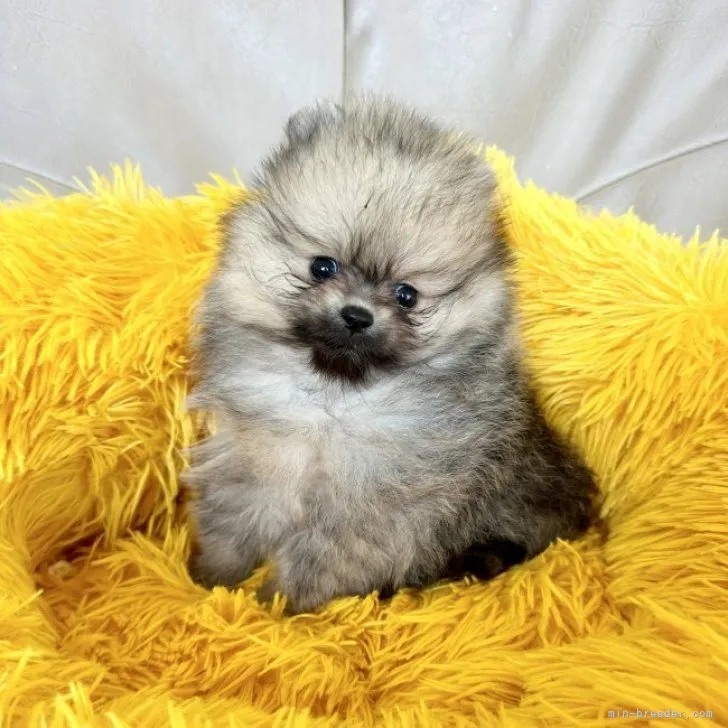 ID:2310-05641の子犬