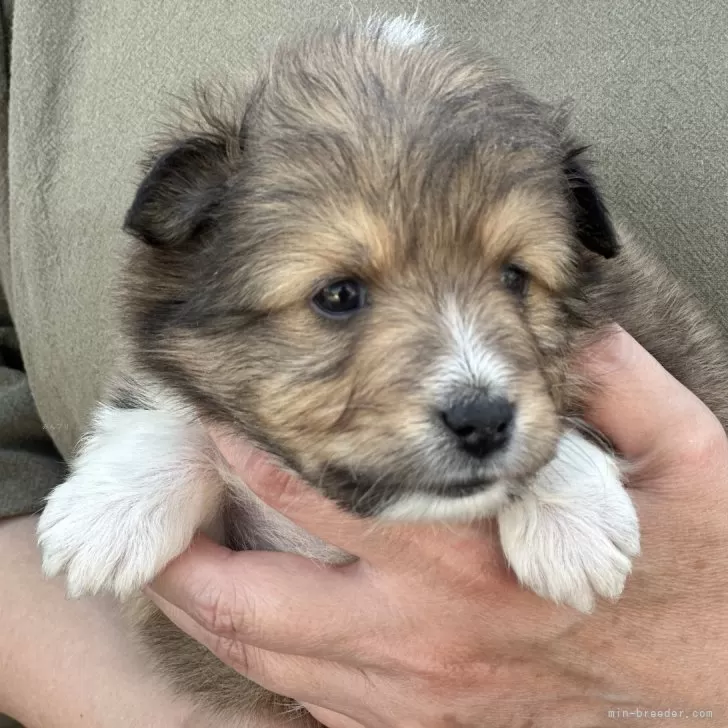 ID：2405-02017の子犬