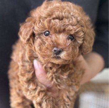 トイプードル(トイ)【愛知県・男の子・2024年2月10日・レッド】の写真「父犬JKCチャンピオン 両親ともに3項目クリア」