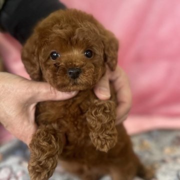 トイプードル(トイ)【愛知県・男の子・2024年2月1日・レッド】の写真「父犬JKCチャンピオン 両親ともに3項目クリア」