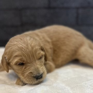 ゴールデンドゥードル(ゴールデンレトリバー×プードル)【愛知県・女の子・2024年4月2日・クリーム】の写真「お母さんににて かわいいです。」