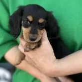 ミニチュアダックスフンド(ロング)【愛知県・女の子・2024年3月29日・ブラック&タン】の写真1