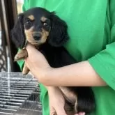 ミニチュアダックスフンド(ロング)【愛知県・女の子・2024年3月29日・ブラック&タン】の写真2