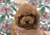 トイプードル(トイ)【愛知県・男の子・2024年4月6日・レッド】の写真3