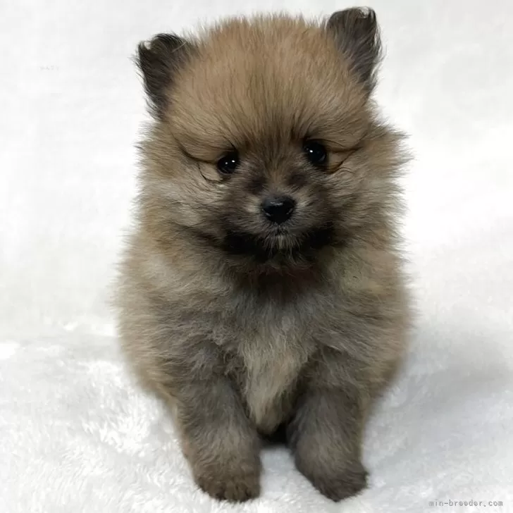 ID:2504-01857の子犬