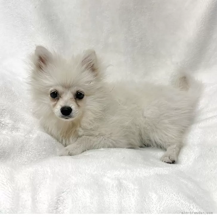 ID：2506-05780の子犬