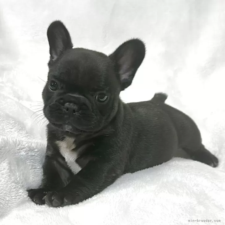 ID:2506-06740の子犬