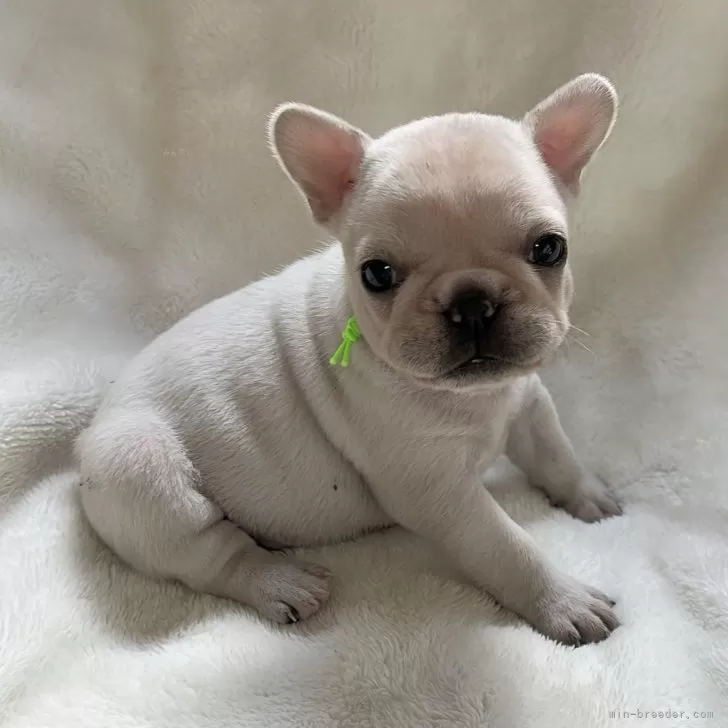 m 様のお迎えした子犬