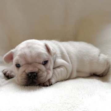 フレンチブルドッグ【山口県・男の子・2025年10月13日・クリーム】の写真「予約受付中です♪」