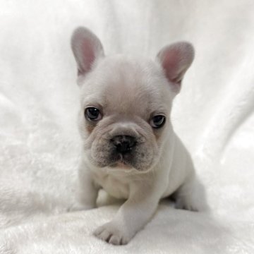 フレンチブルドッグ【山口県・男の子・2025年10月6日・クリーム】の写真「予約受付中です♪」