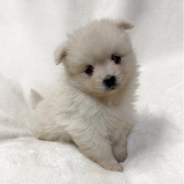 ポメラニアン【山口県・女の子・2025年10月11日・クリーム】の写真「予約受付中です♪」