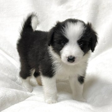 ボーダーコリー【山口県・男の子・2025年8月10日・ブラック&ホワイト】の写真「予約受付中です♪」