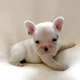 フレンチブルドッグ