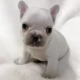 フレンチブルドッグ