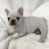 フレンチブルドッグ