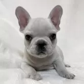 フレンチブルドッグ