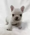 フレンチブルドッグ【山口県・女の子・2025年10月20日・クリーム】の写真2