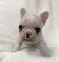 フレンチブルドッグ【山口県・女の子・2025年10月13日・クリーム】の写真3