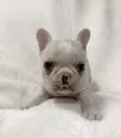 フレンチブルドッグ【山口県・女の子・2025年10月13日・クリーム】の写真4