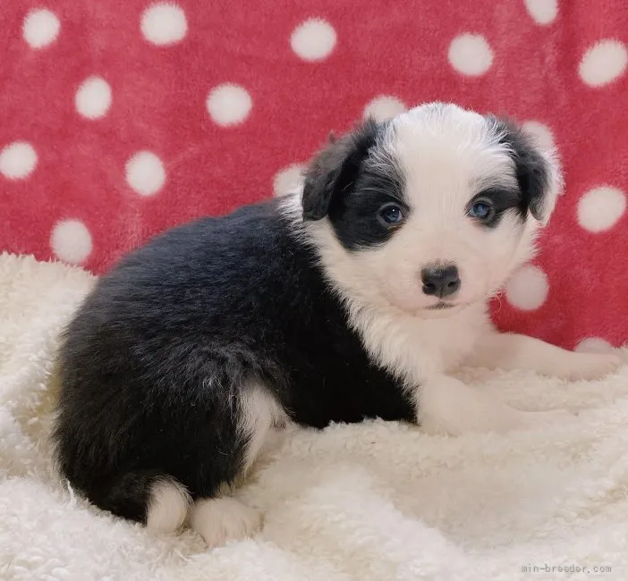 ID：2112-02729の子犬