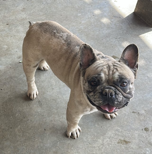 フレンチブルドッグ【・男の子・2022年11月1日・マール】