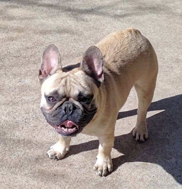 フレンチブルドッグ【・男の子・2019年4月15日・フォーン】