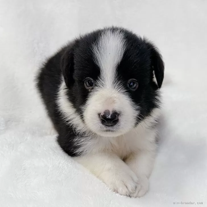 ID：2407-08490の子犬