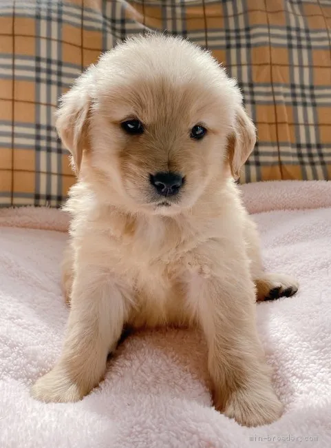 ID:2102-02881の子犬