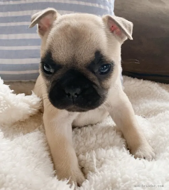 ID：2009-02112の子犬