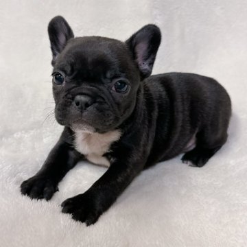フレンチブルドッグ【山口県・女の子・2023年12月20日・ブリンドル】の写真「すぐお迎えできます♪」
