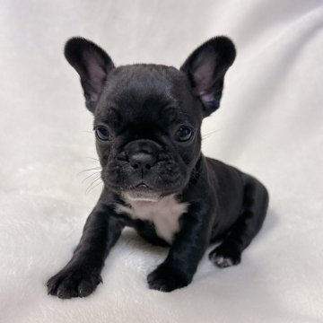 フレンチブルドッグ【山口県・男の子・2023年12月13日・ブリンドル】の写真「予約受付中です♪」