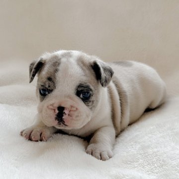 フレンチブルドッグ【山口県・男の子・2024年5月10日・フォーンパイド】の写真「予約受付中です♪」