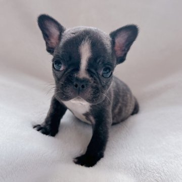 フレンチブルドッグ【山口県・女の子・2023年11月22日・ブリンドル】の写真「予約受付中です♪」