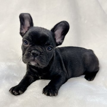 フレンチブルドッグ【山口県・女の子・2023年12月20日・ブリンドル】の写真「すぐお迎えできます♪」