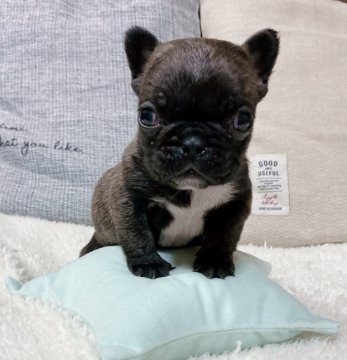 フレンチブルドッグ【山口県・女の子・2020年12月10日・ブリンドル】の写真「予約受付中です♪」