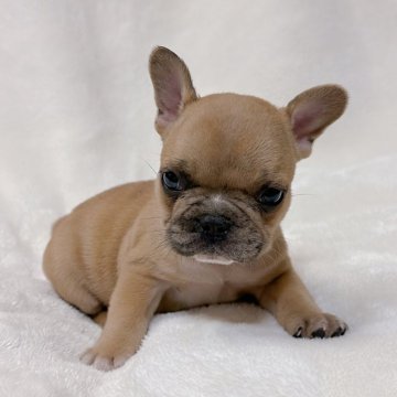 フレンチブルドッグ【山口県・男の子・2024年4月29日・レッドフォーン】の写真「見学後、すぐお迎えできます⭐︎」