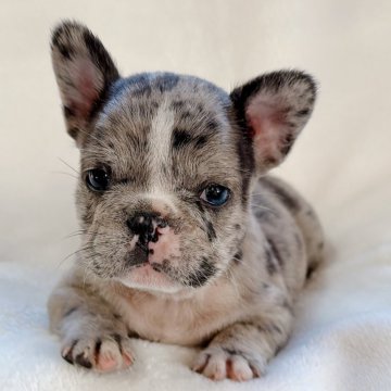 フレンチブルドッグ【山口県・男の子・2024年4月29日・ブルーマール】の写真「予約受付中です♪」