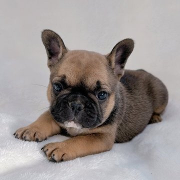 フレンチブルドッグ【山口県・女の子・2024年4月29日・フォーン】の写真「予約受付中です♪」