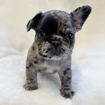 フレンチブルドッグ【山口県・女の子・2024年4月29日・ブルーマール】の写真「予約受付中です♪」