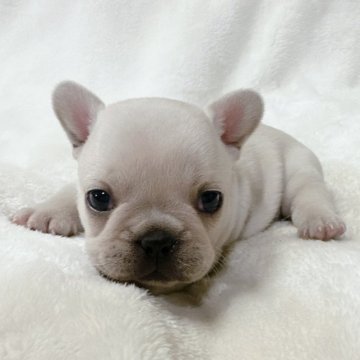 フレンチブルドッグ【山口県・男の子・2023年9月26日・クリーム】の写真「予約受付中です♪」