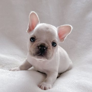 フレンチブルドッグ【山口県・女の子・2023年11月22日・クリーム】の写真「予約受付中です♪」