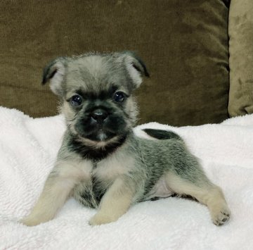 フレンチブルドッグ×シーズー【山口県・男の子・2020年11月13日・フォーン】の写真「予約受付中です♪」